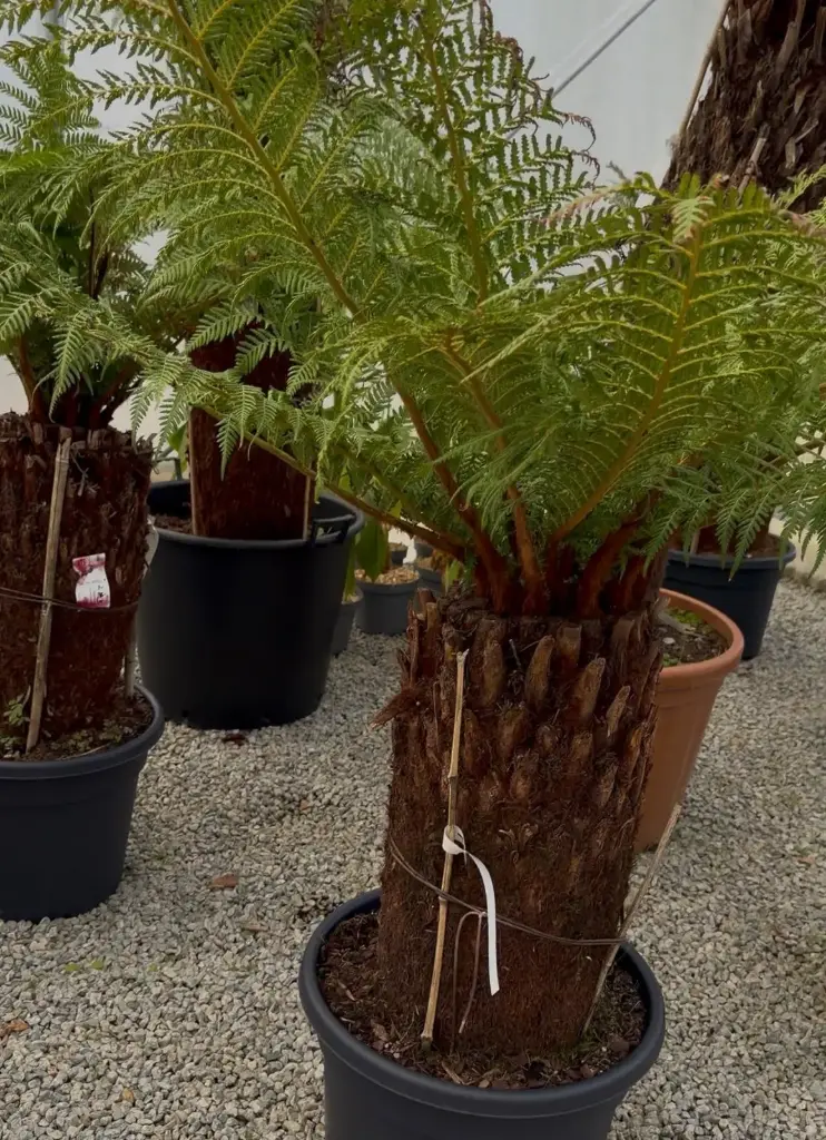 Dicksonia Antartica stipe 50/60