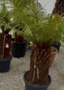 Dicksonia Antartica stipe 50/60