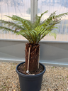 Dicksonia Antartica stipe 40/50