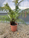 Dicksonia Antartica 12L
